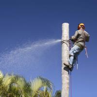 North Sydney Tree Removals image 5